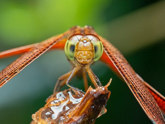 nature